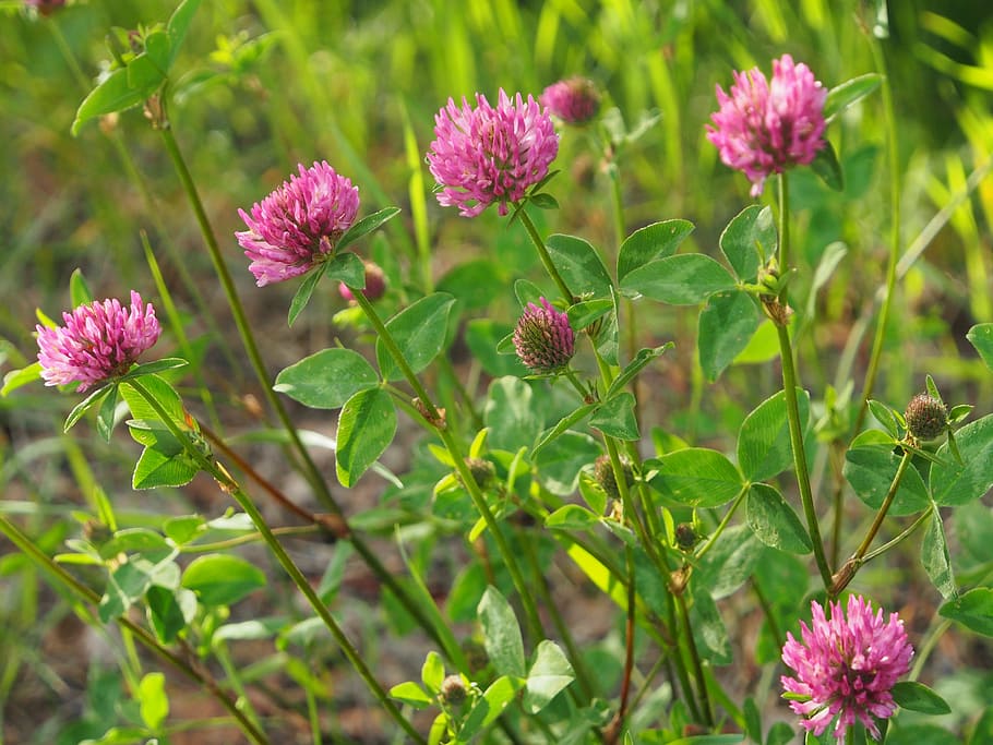 red clover, flower, red flower, summer, flowering plant, plant, beauty in nature, freshness, close-up, growth