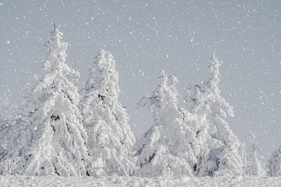 invernal, abetos, nevado, nieve, paisaje, blanco, idílico, magia de invierno, copos de nieve, sueño de invierno