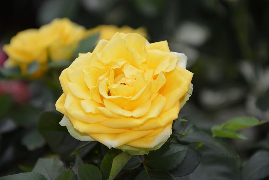 pink, yellow rose, rosebush, flower, plant, perfume, plants flowering ...