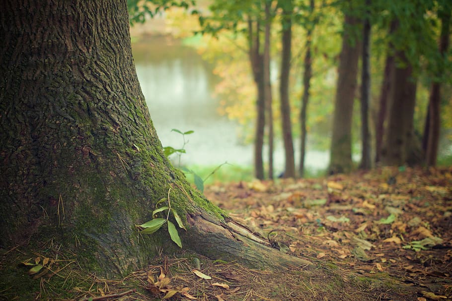 trees, moss, forest, autumn, leaves, nature, tree, plant, tree trunk, trunk