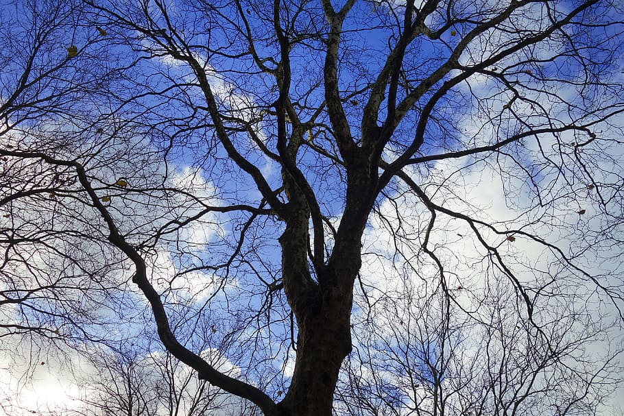 나무 위, 나무, 분기, 실루엣, 울퉁불퉁 한, 웅크 리고, 꼬인, 푸른 하늘, 구름, 12 월 나무