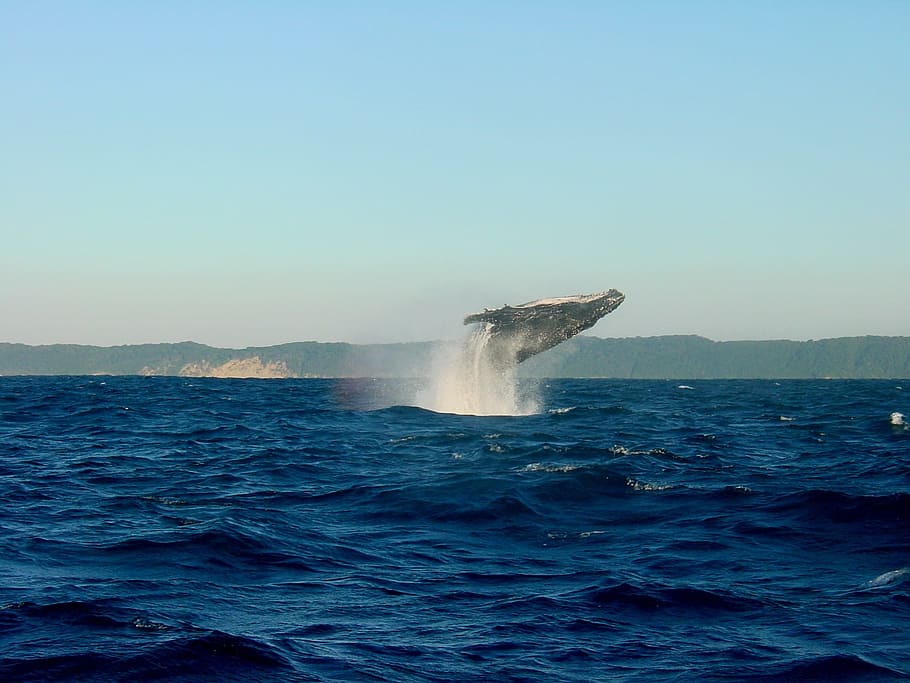 foto, paus, siang hari, Humpback Whale, Ocean, Fin, Sea, wal, kehidupan laut, reykjavik