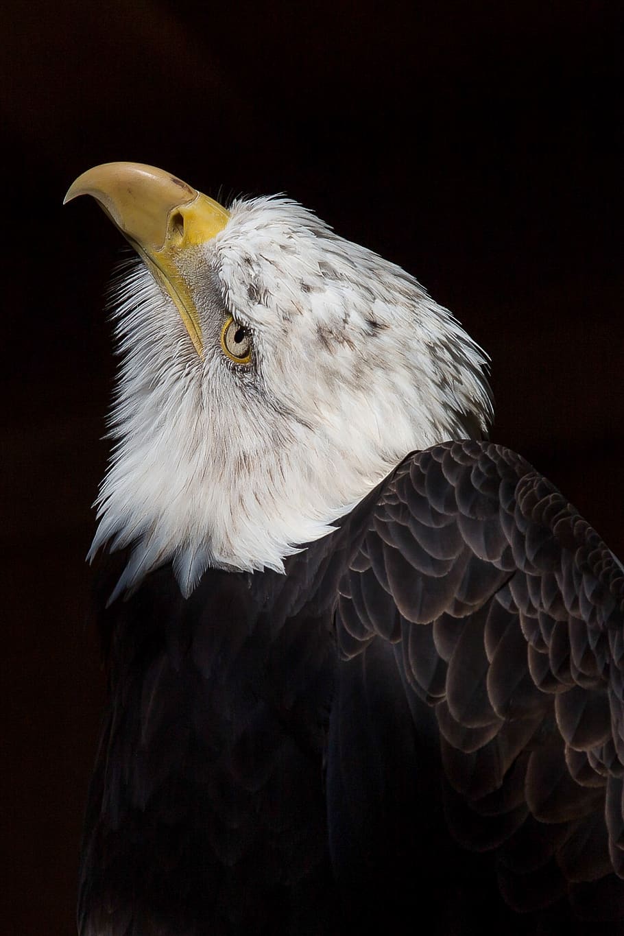 Adler, águila calva, ave, ave de rapiña, rapaz, bill, naturaleza, animal, Estados Unidos, águila de cola blanca