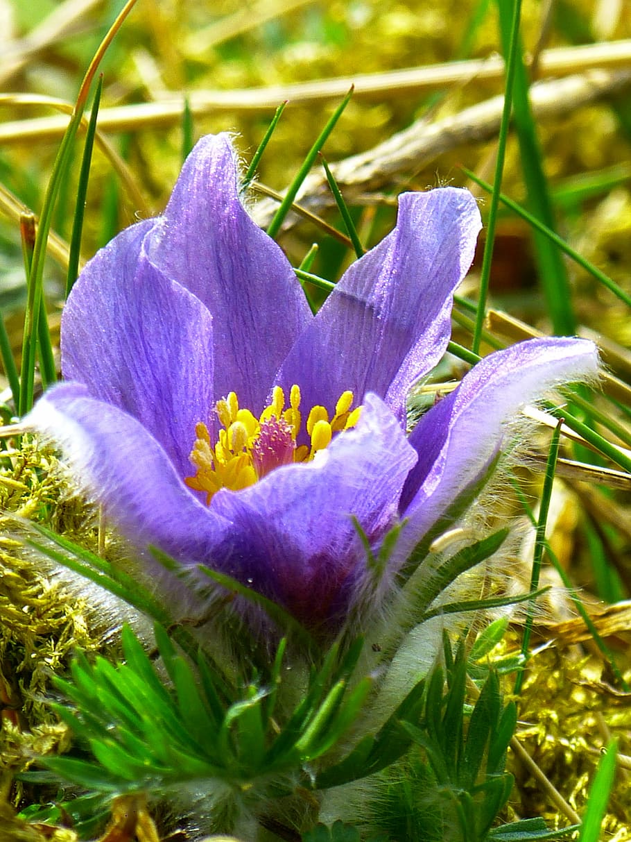 pasque flower, common pasque flower, pulsatilla vulgaris, hahnenfußgewächs, dry plant, flower, spring, blue, purple, plant