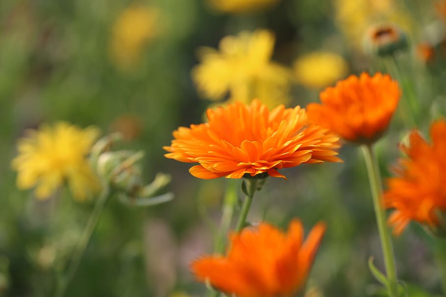 close-up photo, orange, calendula flowers, flower, blossom, bloom, calyx, yellow, plant, open