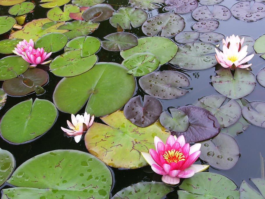 花 植物 ピンク スイレン 池 水に浮かぶ 蓮のスイレン 葉 開花植物 自然の美しさ Pxfuel