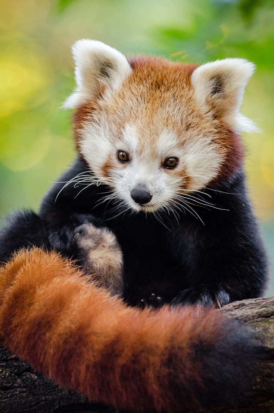 Red Panda, selective, focus, photography, panda, animal, animal themes, mammal, one animal, animal wildlife