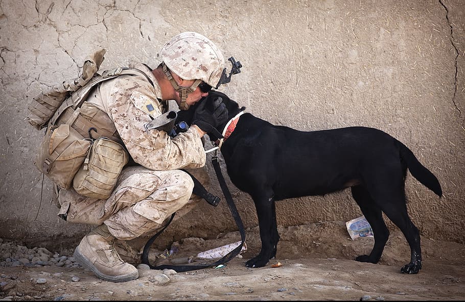 soldado, besos, adulto, negro, labrador retriever, cabeza, perro, compañero, servicio, militar