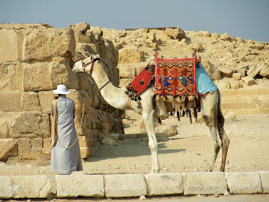Camel, Desert, Egypt, one man only, adults only, one person, only men, adult, mammal, domestic animals