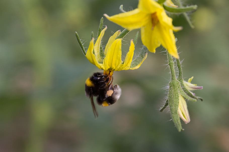bumblebee, pollinating, flower, tomato, vegetable, yellow, agriculture, worker, flowering plant, bee