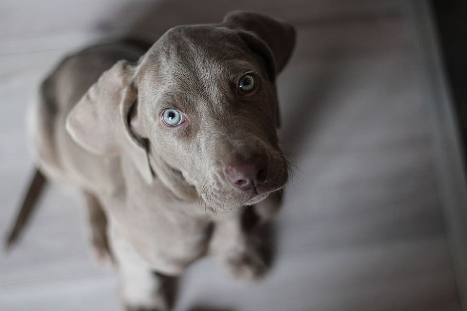 closeup, blue, weimaraner puppy, weimaraner, puppy, snout, dog, grey, pet, canine