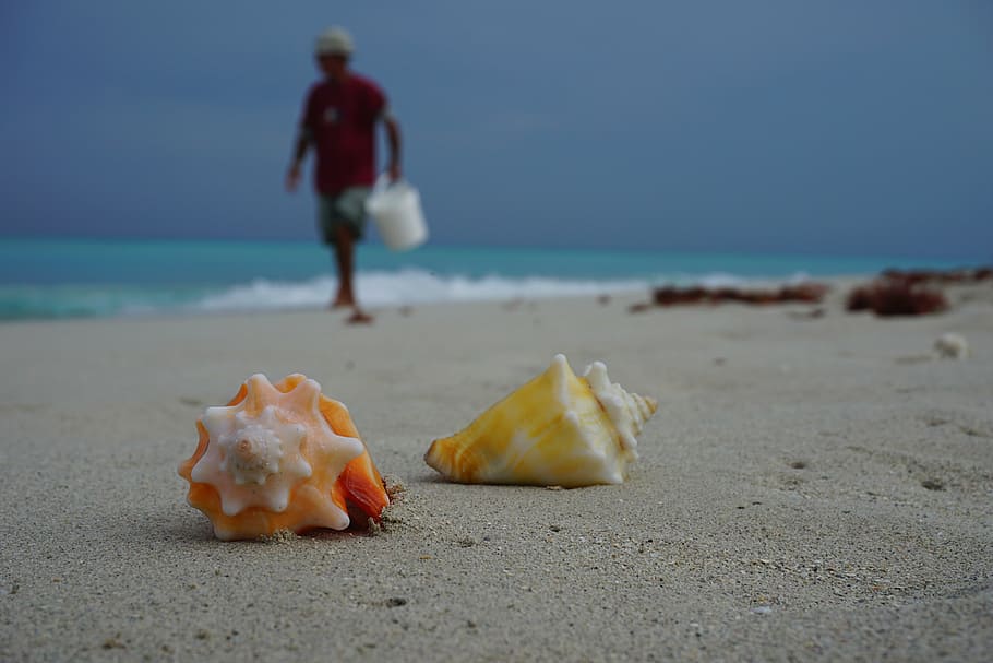 two, seashell, seashore, cuba, varadero, caribbean, beach, holiday, mussels, summer