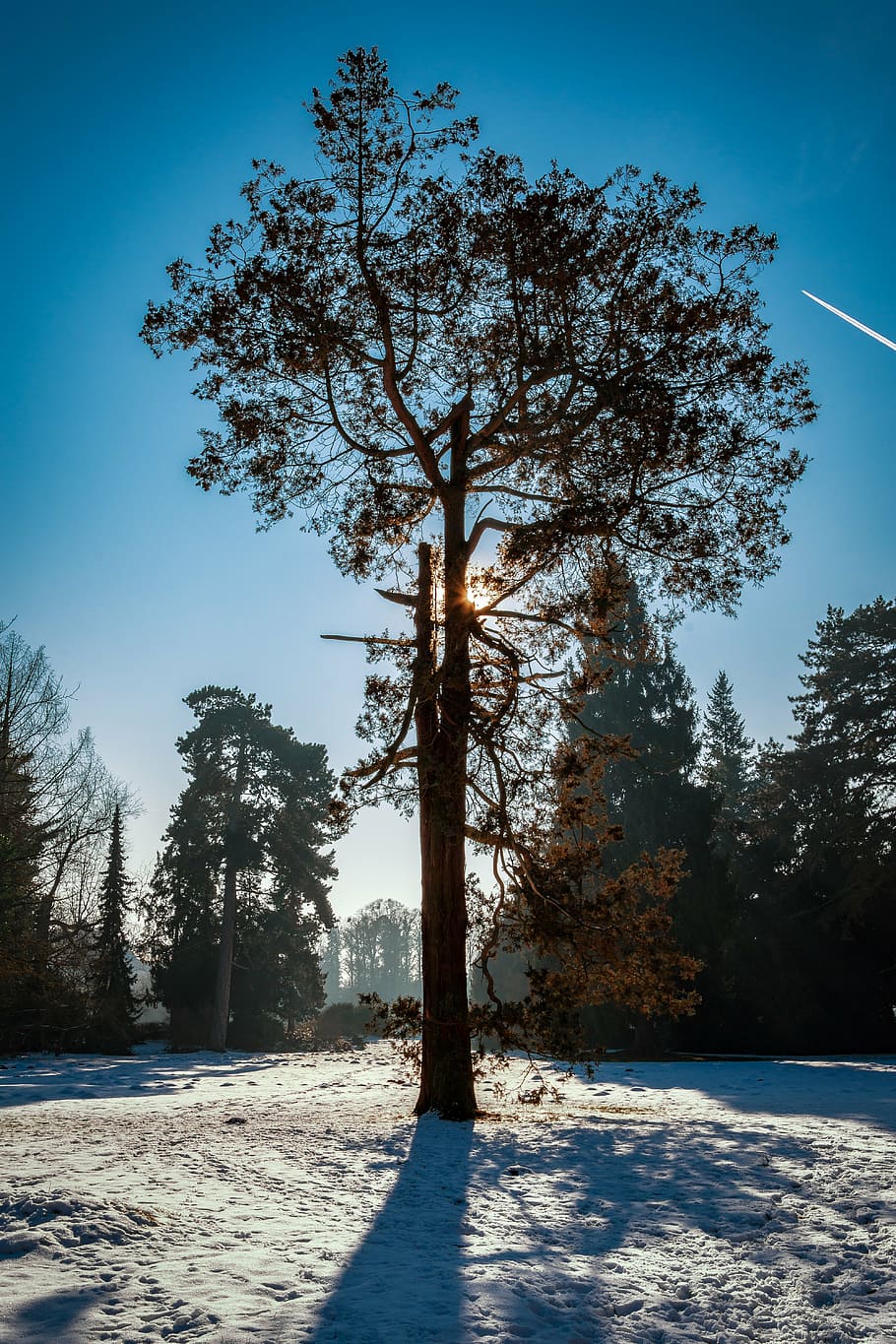 tree, park wörlitz, snow, sun, back light, landscape, landscape photography, shingle oak, oak, cold