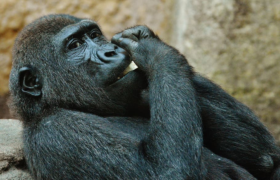 サル ゴリラ 食べる 動物園 動物 野生動物 ティアパークヘラブルン ミュンヘン 霊長類 哺乳類 Pxfuel