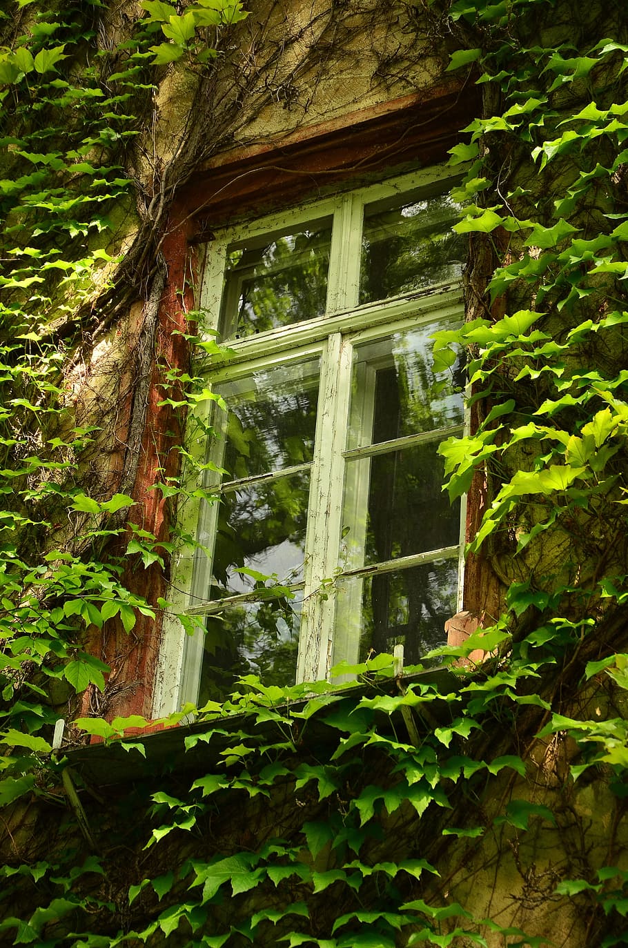 white, wooden, window, daytime, old window, aesthetic, leaves, overgrown, framed, ingrowing