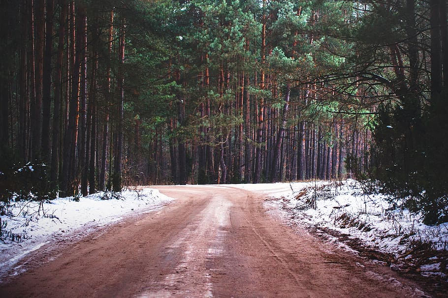 empty, road, trees, dirt, daytime, woods, forest, nature, rural, snow