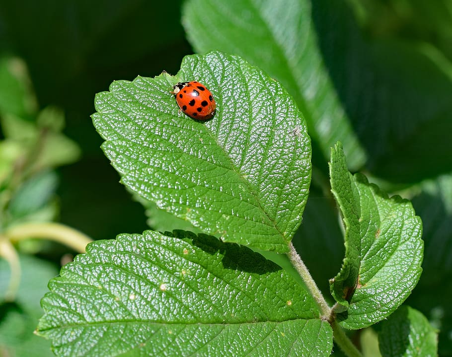 kumbang kecil, serangga, sayap diperluas, hewan, merah berwarna-warni, hitam, mawar rugosa, tanaman, flora, fauna