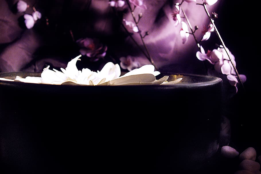 closeup, photography, white, flower, lotus, satin, zen, backgrounds, freshness, indoors