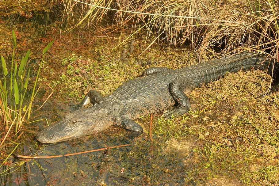 Alligator, Reptiles, American, Animal, wildlife, wild, zoology, species, wilderness, environment