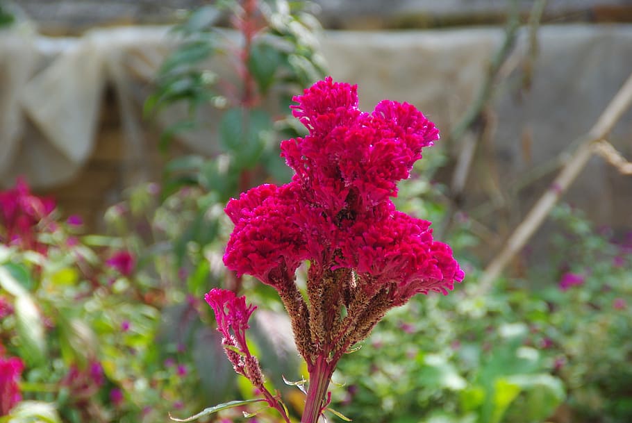 Celosia, Cockscomb, Flower, Botany, red flower, growth, nature, plant, fragility, flowering plant