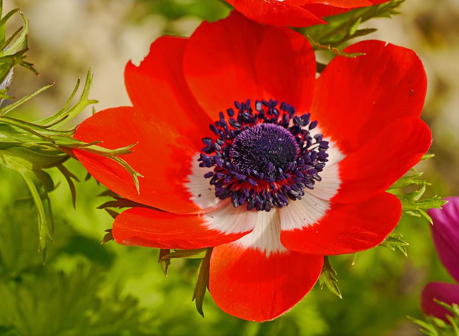 Blossom, Bloom, Bright, Red, annemone, bright, red, white, violet, stamens, crown anemone