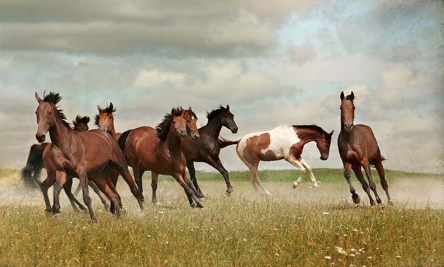 fotografia da vida selvagem, rebanho, cavalo, cavalos, mustang, natureza, selvagem, executar, galope, verão
