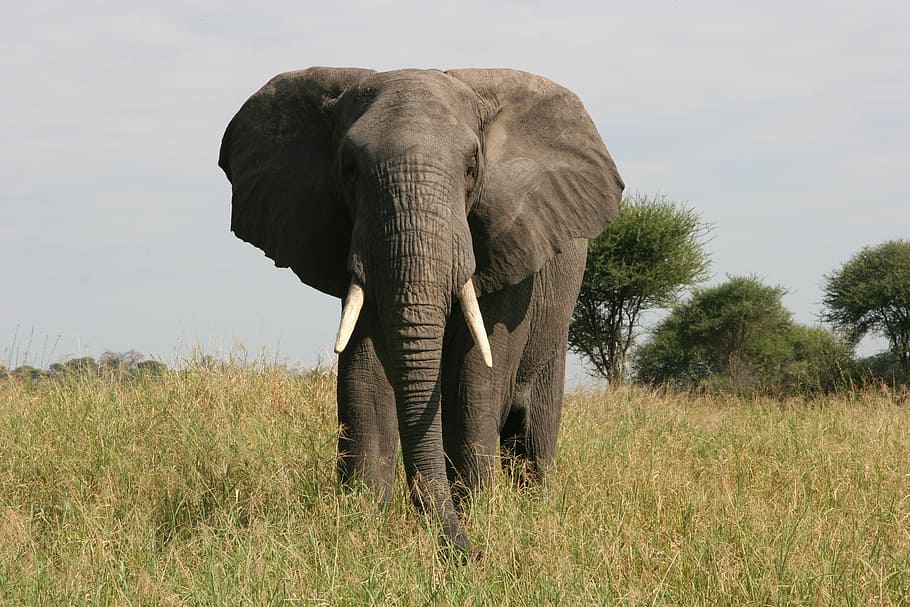 elephant, walking, green, grass field, daytime, tusk, safari, tarangire, nature, wild