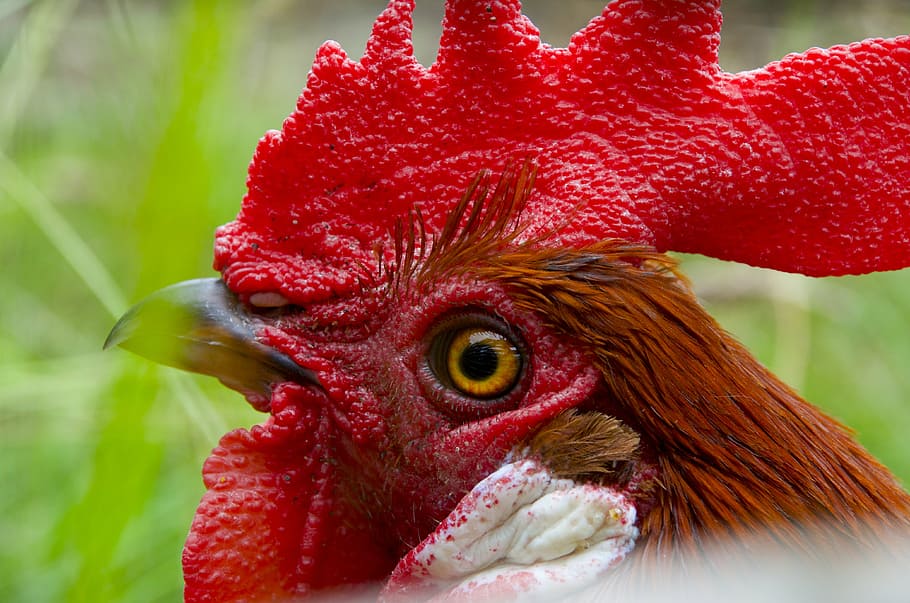 selective focus chicken, hahn, gockel, poultry, cockscomb, red ridge, wildlife photography, domestic chicken, bird, one animal
