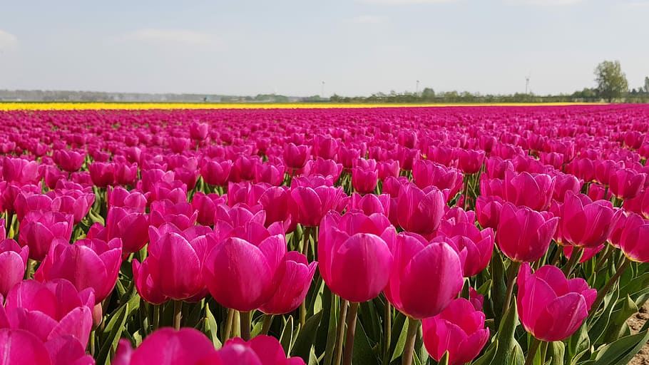 tulip, umbi, musim semi, holland, bidang tulip, bunga, belanda, tanaman, lanskap belanda, mekar