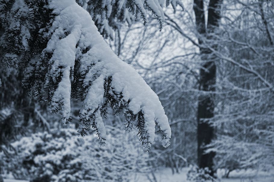 snow, branch, yew, winter, forest, cold, mourning, bereavement, death, cold temperature