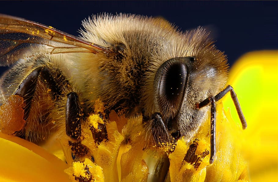 closeup, fotografi, coklat, bertengger lebah, kuning, bunga, lebah, serangga, serbuk sari, makro