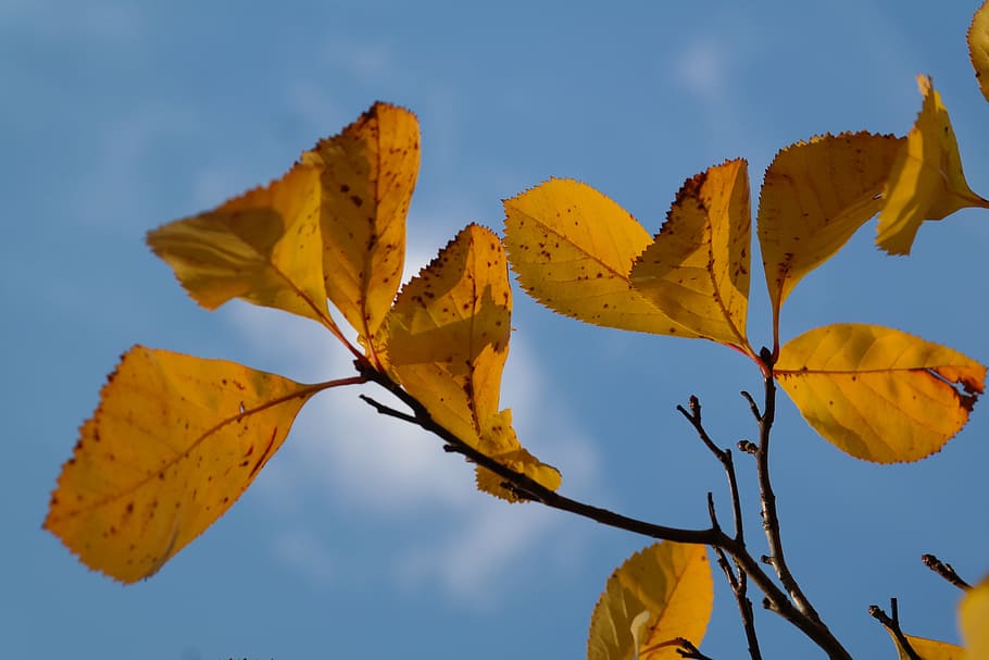 Leaves, Yellow, Autumn, Fall, Fall Foliage, autumn, coloring, fall color, golden, golden autumn, tree