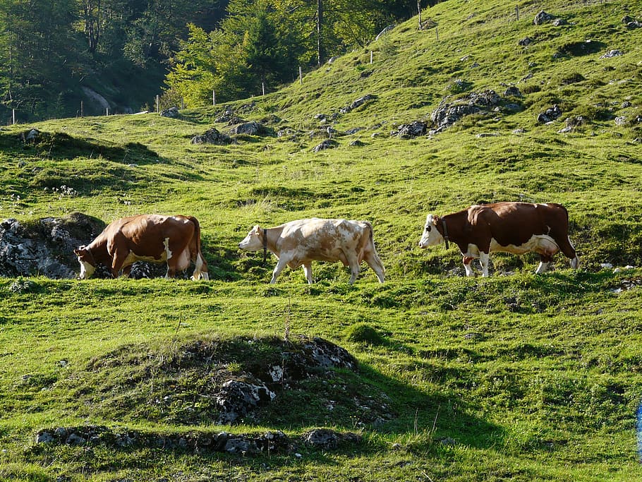 Cows, Almabtrieb, Tradition, viehscheid, meadow, cow, cattle, nature, animal, grazing