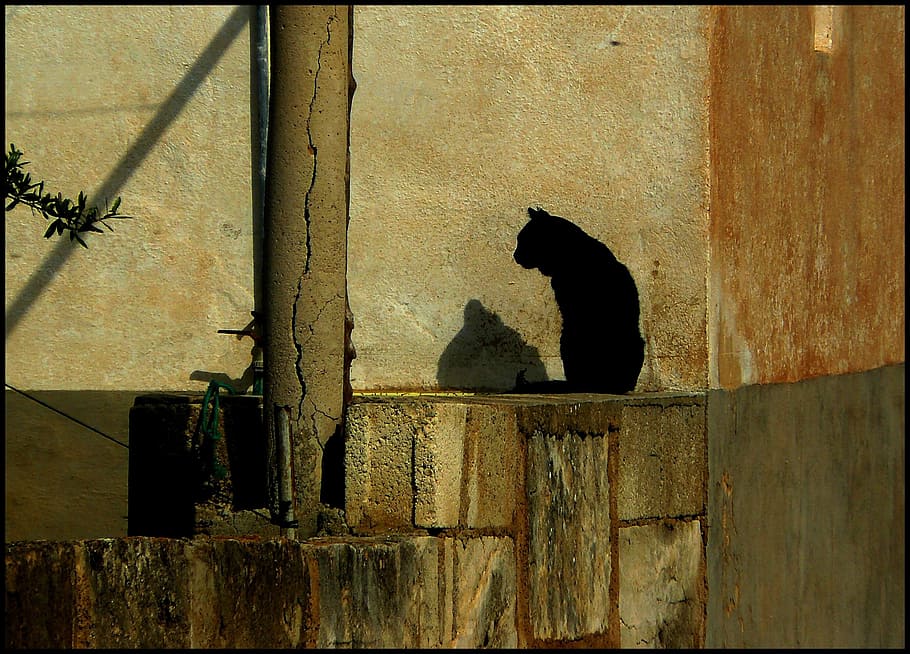 preto, gato, cinza, concreto, tijolos, gato preto, gato doméstico, mundo animal, natureza morta, silhueta