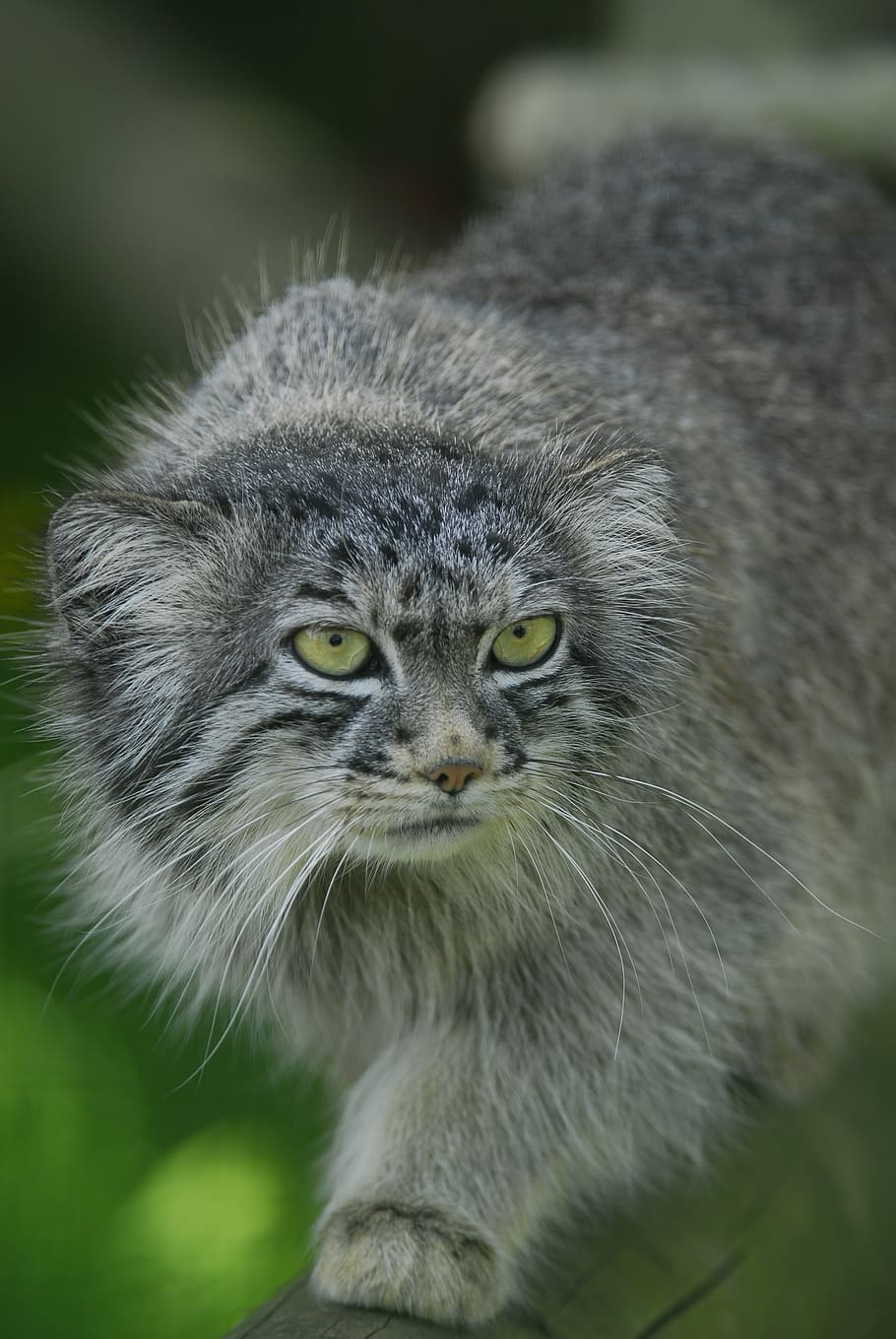 gray fur cat, pallas cat, manul, wild cat, feline, otocolobus manul, predator, animal, asia, mammal