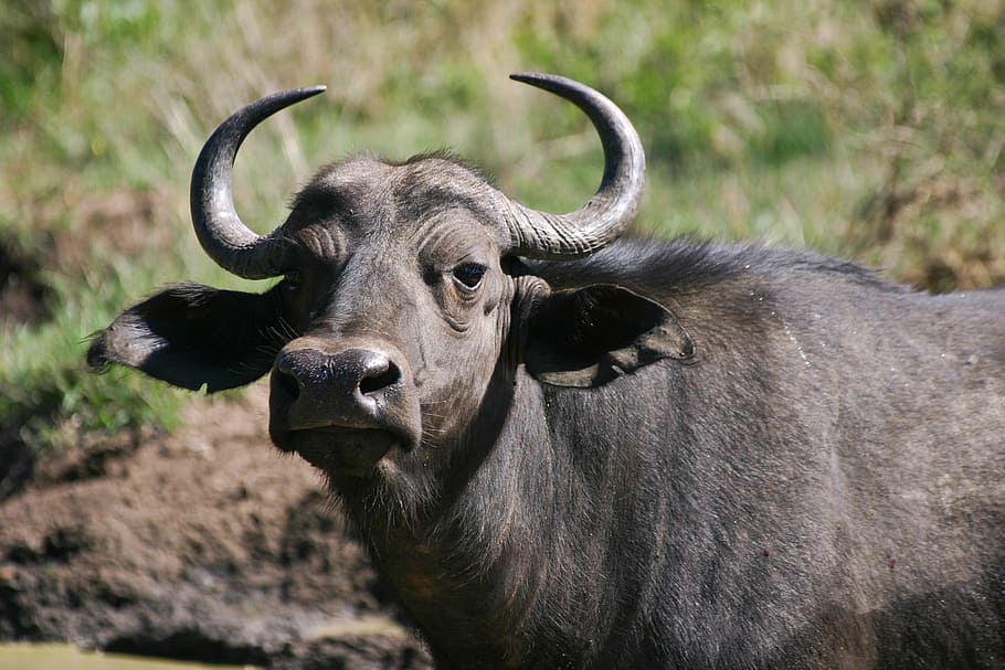 kerbau, kerbau cape, 5 besar, termasuk keluarga sapi, agresif, berbahaya, potret, dibeli, afrika, tema binatang