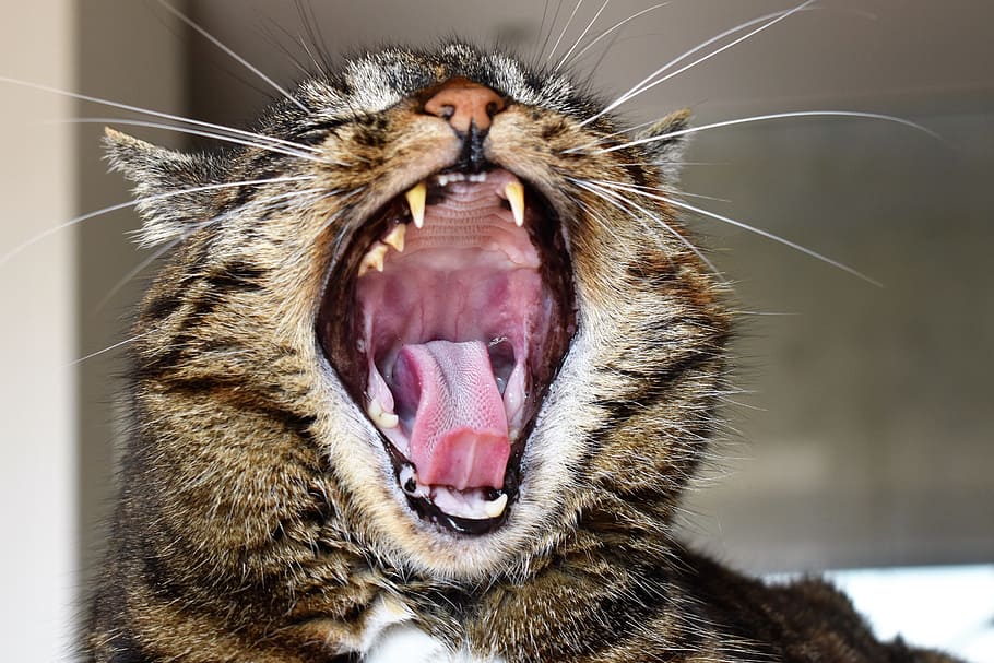 yawning cat, cat, mackerel, cats maul, yawn, relaxed, rest, domestic cat, moustache, animal portrait