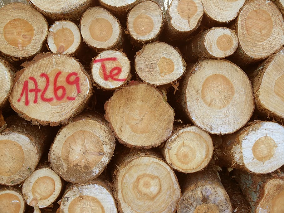 木材, 木の幹, 林業, 丸太, 木材産業, 伐採, holzstapel, 木こり, 株, 年輪