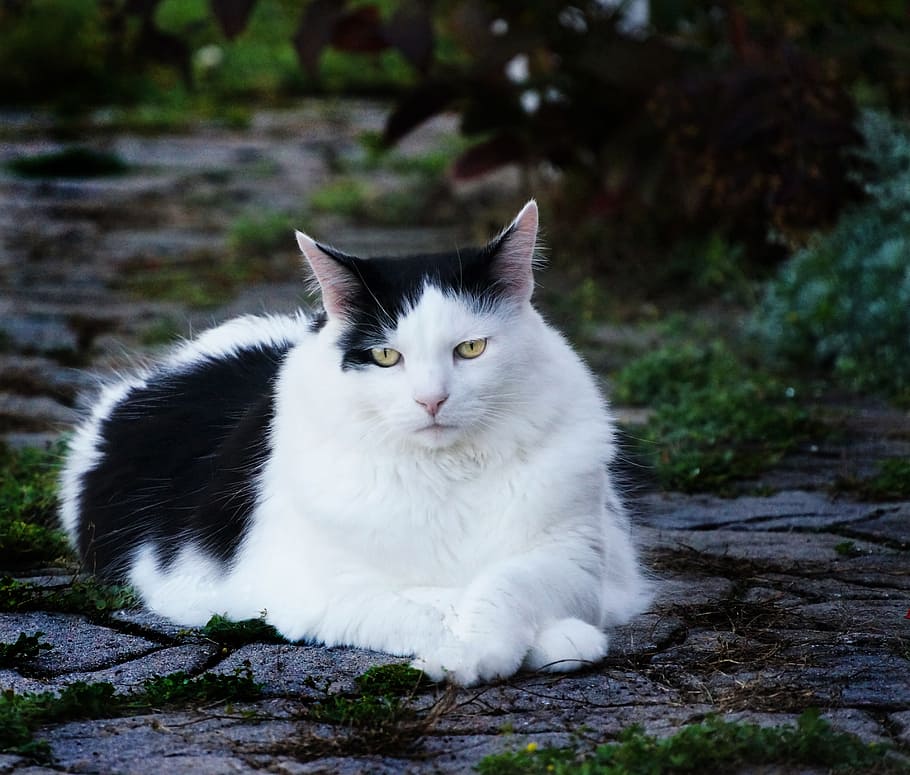 gato, mascota, blanco y negro, oreo, contraste, animal, doméstico, gatito, mascotas, un animal