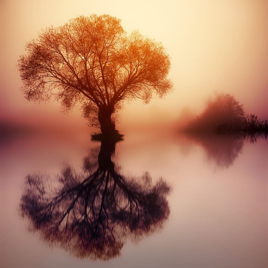 tree, body, water, sunset, dawn, silhouette, nature, colourless, fog, foggy