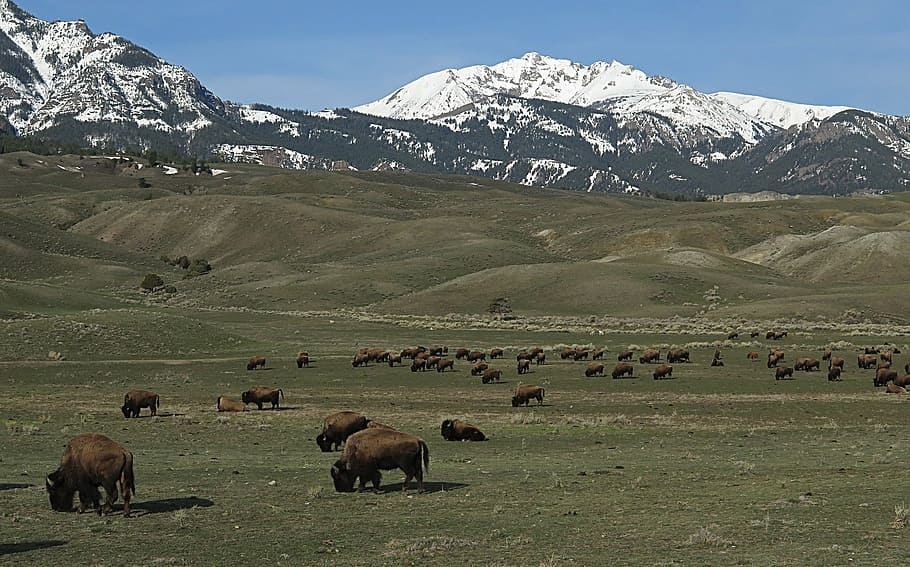 bisonte, búfalo, manada, estadounidense, animal, mamífero, panorama, paisaje, escénico, pradera