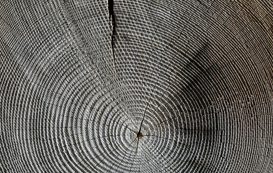 untitled, wood, annual rings, grain, structure, tree, texture, cracked, pattern, cracks
