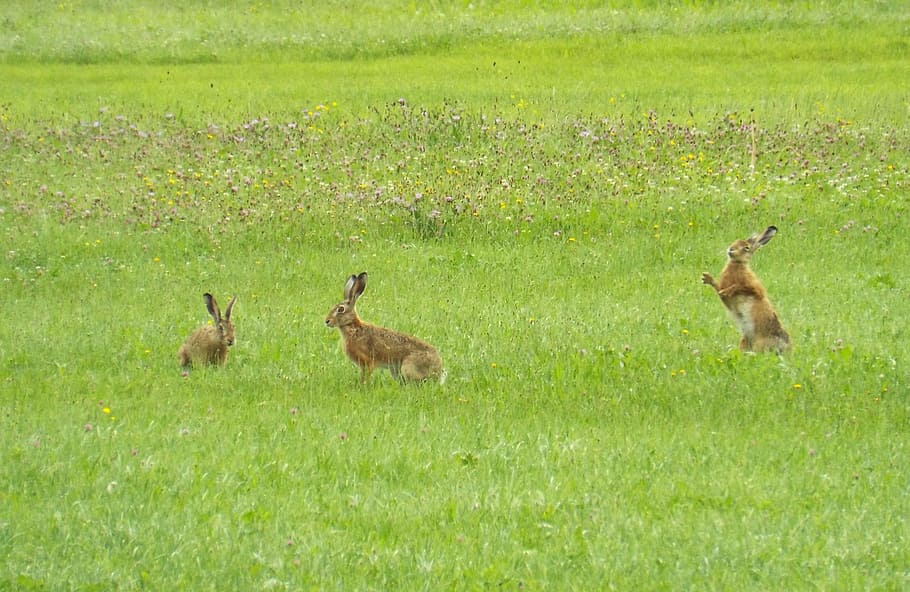 hare, rabbit, wild hare, nature, cute, freilebend, nature recording, grass, animal themes, animal