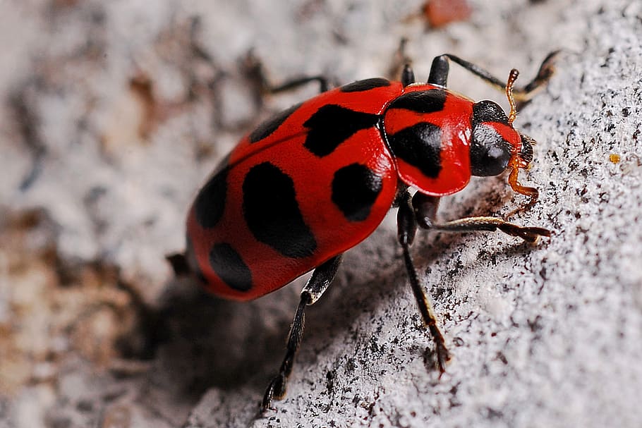ladybug, macro, insect, biology, nature, beetle, ladybird, entomology, ecology, bug