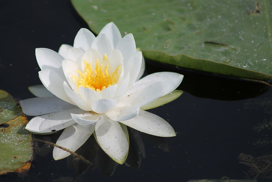 lily, lily pad, marsh, flower, water, nature, plant, aquatic, waterlily, bloom