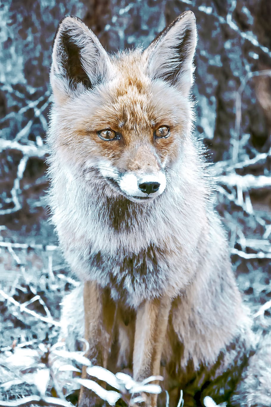 fox, crafty, wild, fauna, carnivorous, sitting, animal, mammal, predator, rossa
