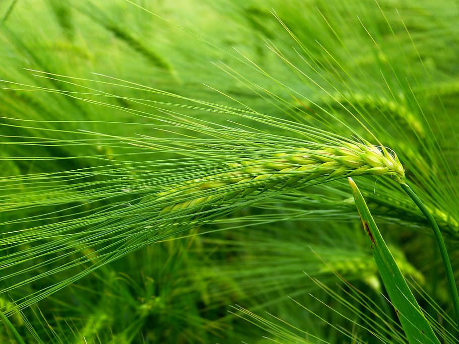 green rice field, barley, cereals, hordeum vulgare, ear, grain, barley field, agriculture, cornfield, nature