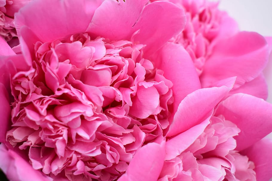 merah muda bunga peony, peony, kuncup, lembut, closeup, bunga merah muda, fotografi makro, peony merah muda, bunga, bunga-bunga