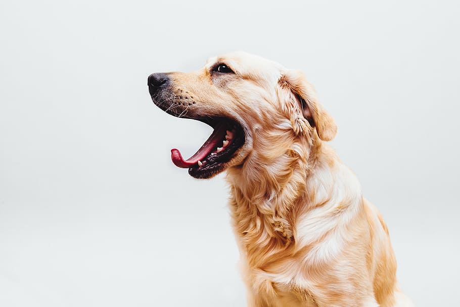 Foto de close-up de cachorro, marrom, longo, revestido, cachorro, animal de estimação, retriever dourado, bocejo, língua, animais