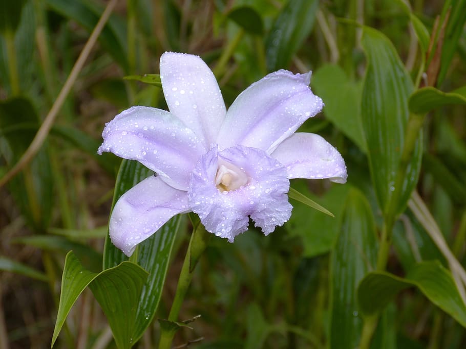 orquídea, orquídea silvestre, flor, violeta blanca, planta, blanco,  naturaleza, verde, selva, selva tropical | Pxfuel